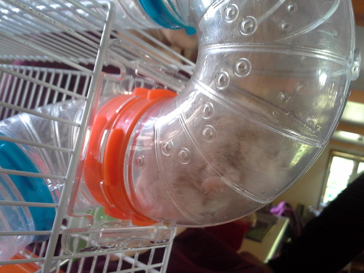 Dværghamster *PETER* rip billede 14