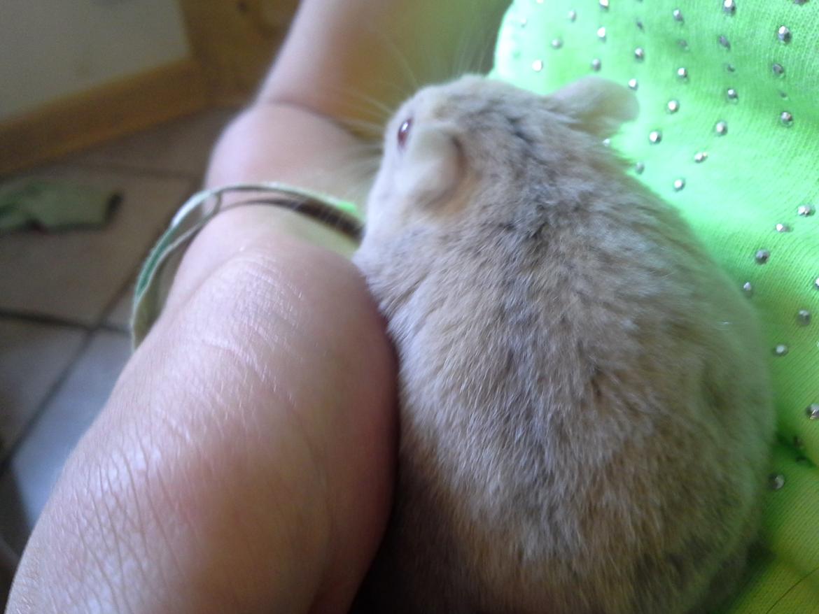 Dværghamster *PETER* rip billede 4