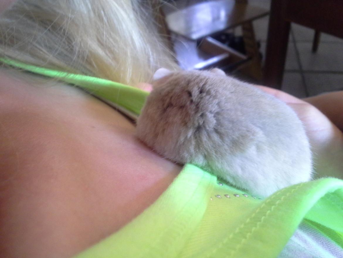 Dværghamster *PETER* rip billede 16