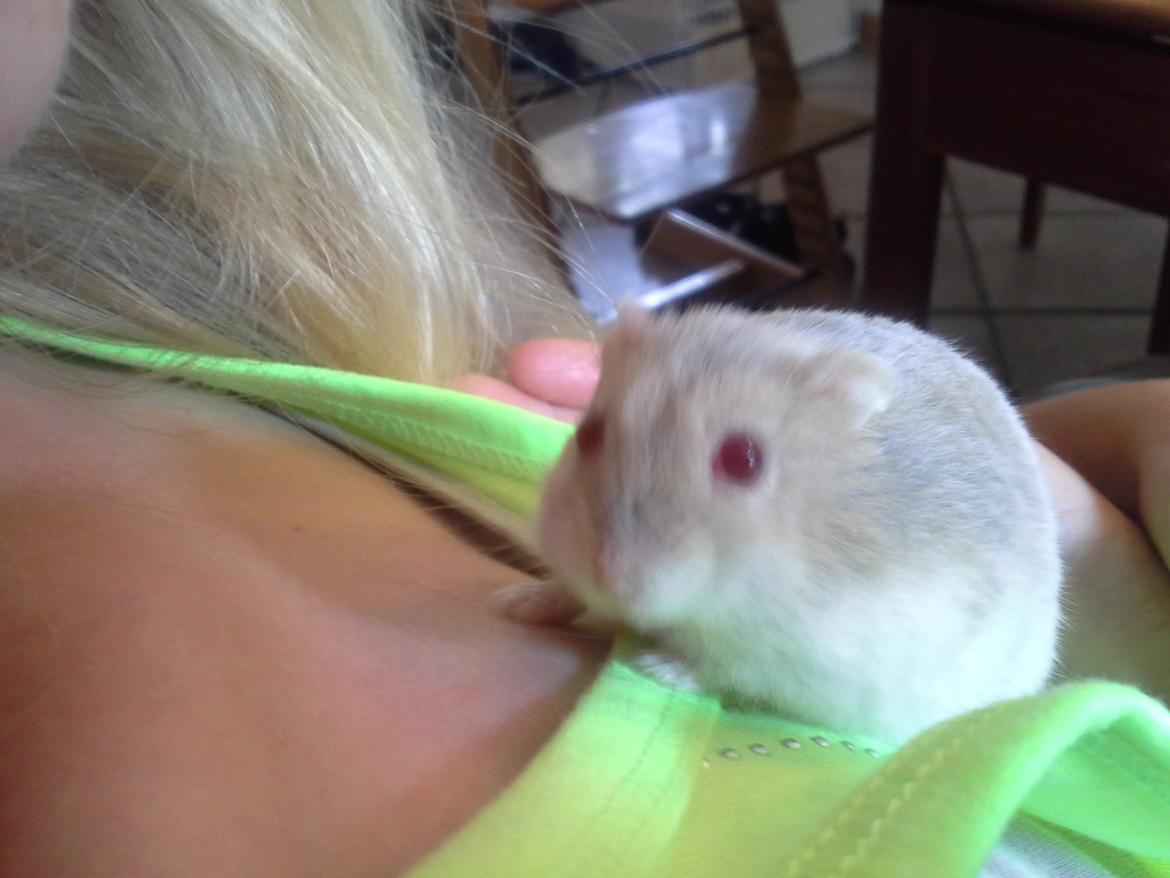 Dværghamster *PETER* rip billede 2