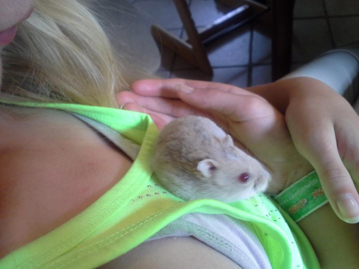 Dværghamster *PETER* rip billede 11