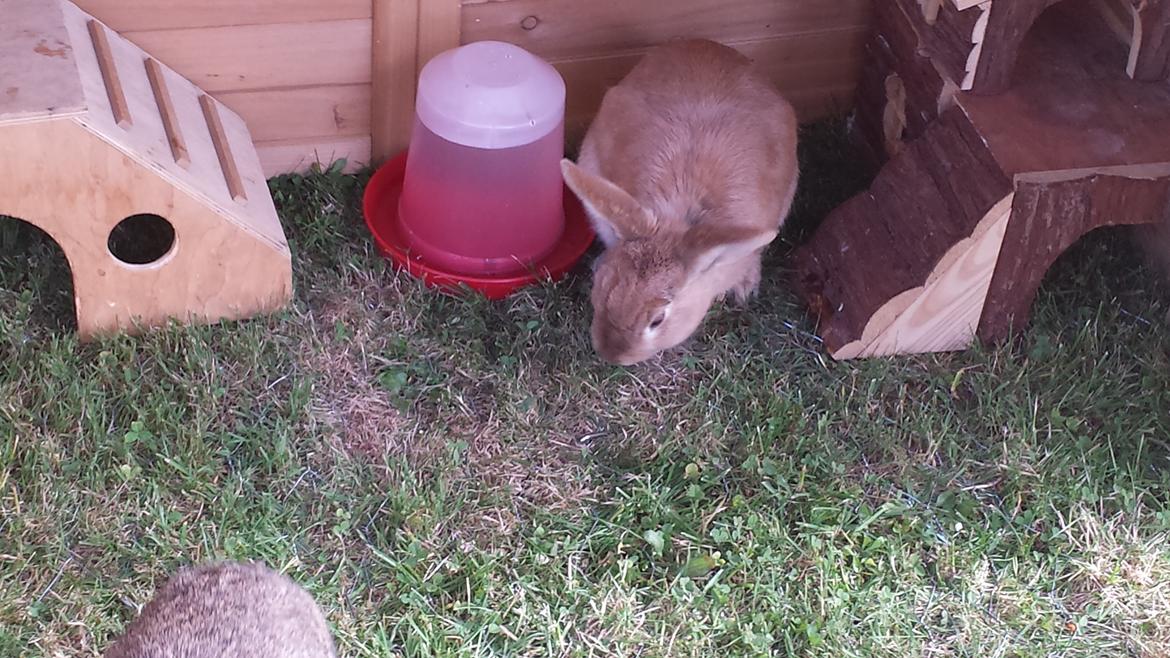 Kanin Mogens billede 2