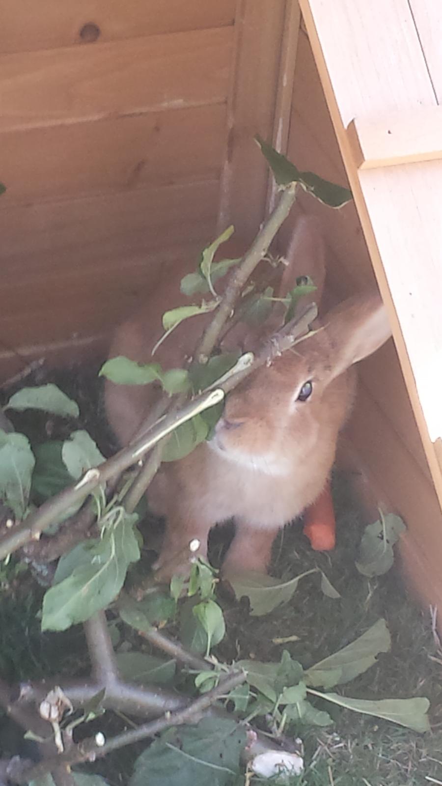 Kanin Mogens billede 4