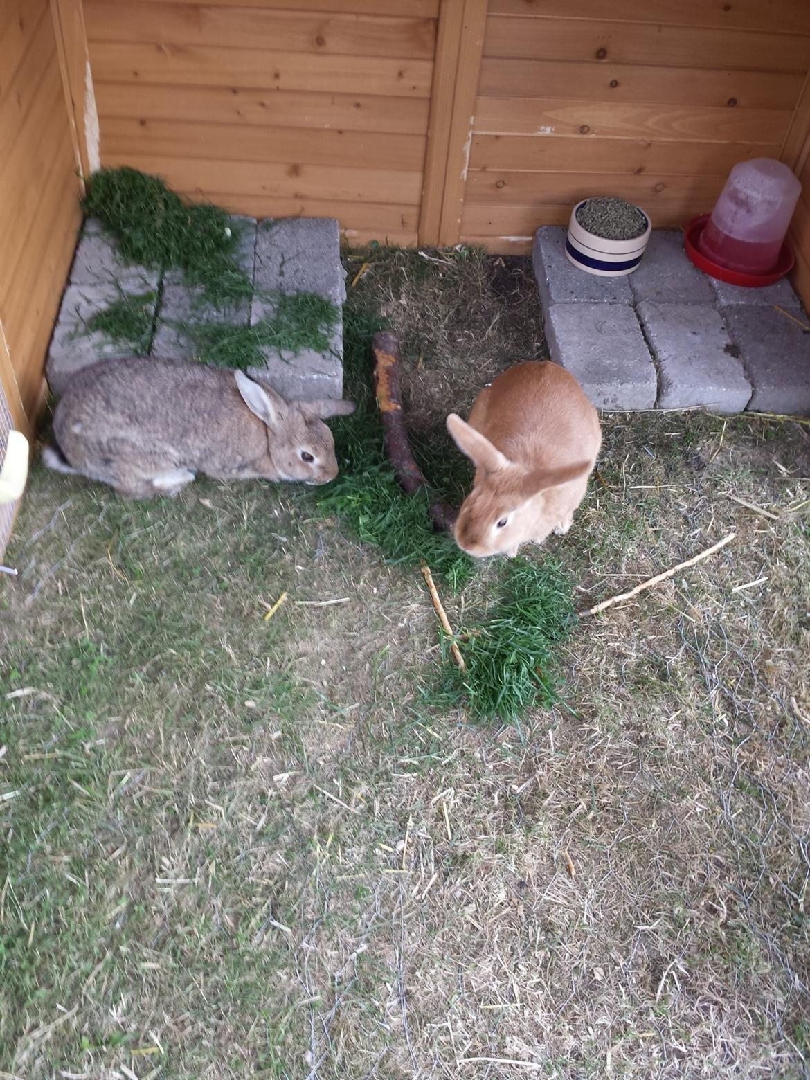 Kanin Mogens billede 5