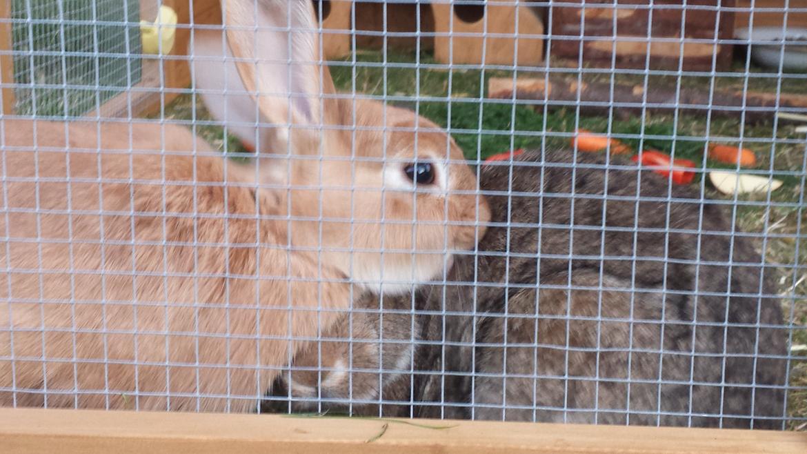 Kanin Mogens billede 6