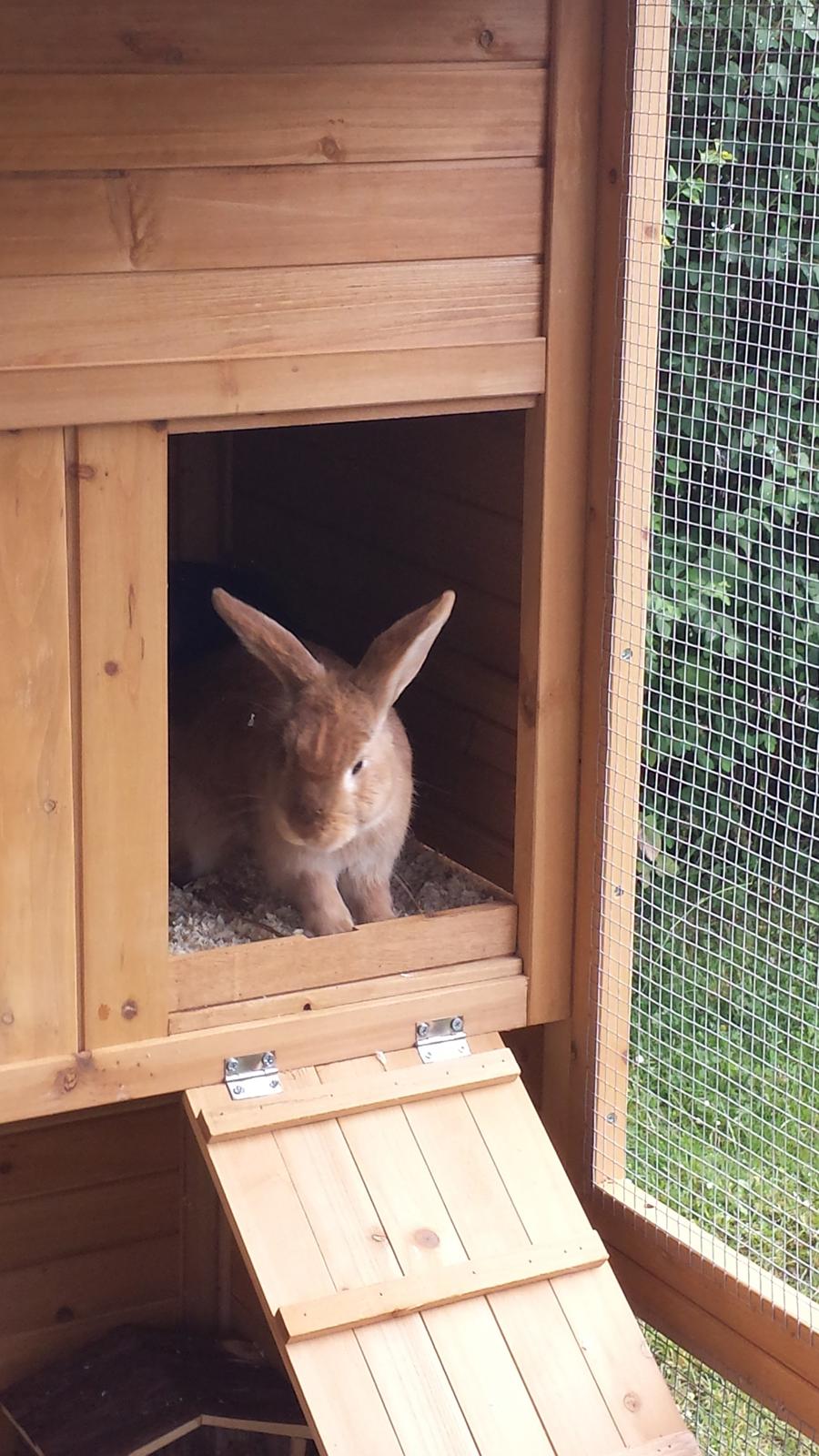 Kanin Mogens billede 7