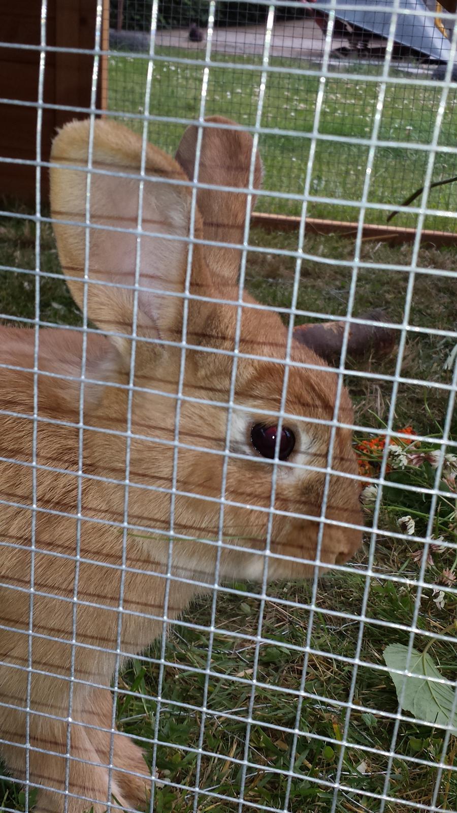 Kanin Mogens billede 9