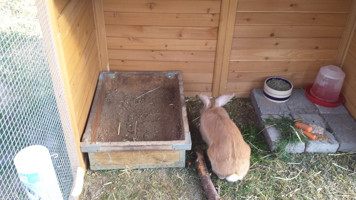 Kanin Mogens - kigger lidt på sandkassen :-) billede 11