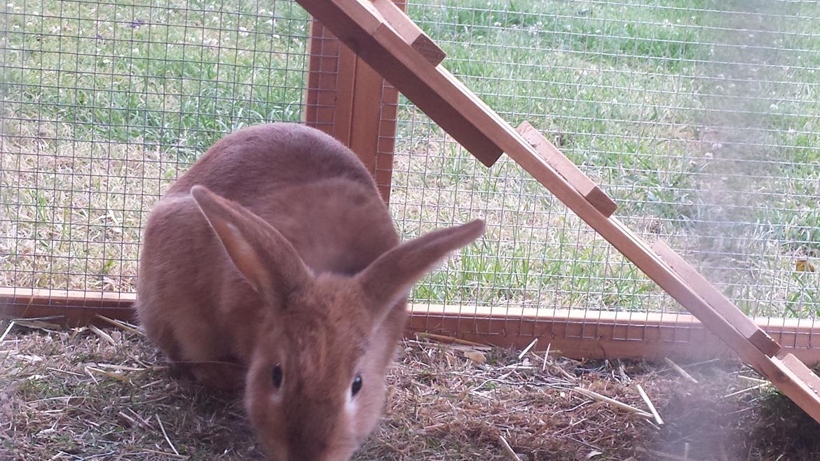 Kanin Mogens billede 13