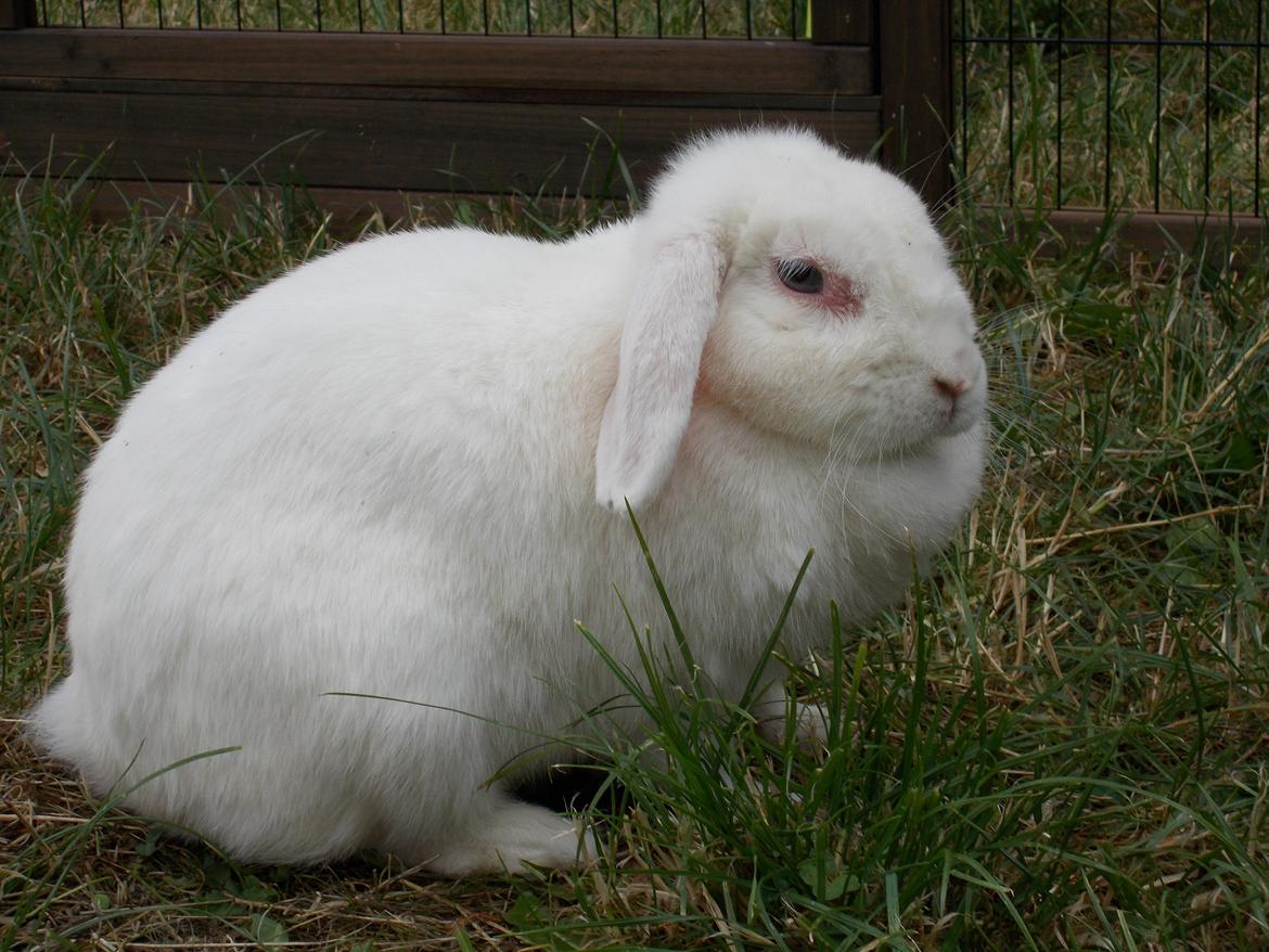 Kanin Silke billede 6