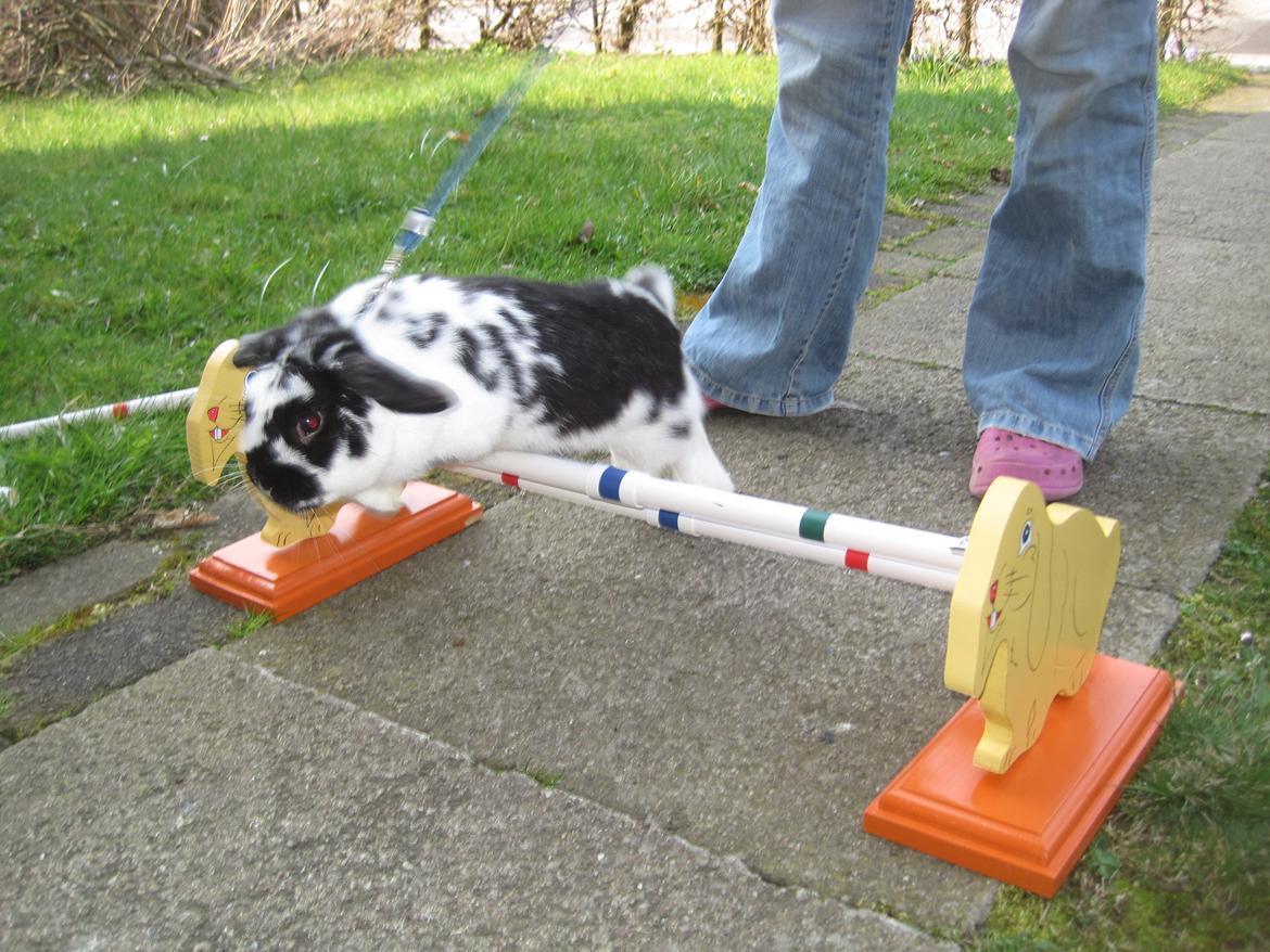 Kanin Mivsen billede 19