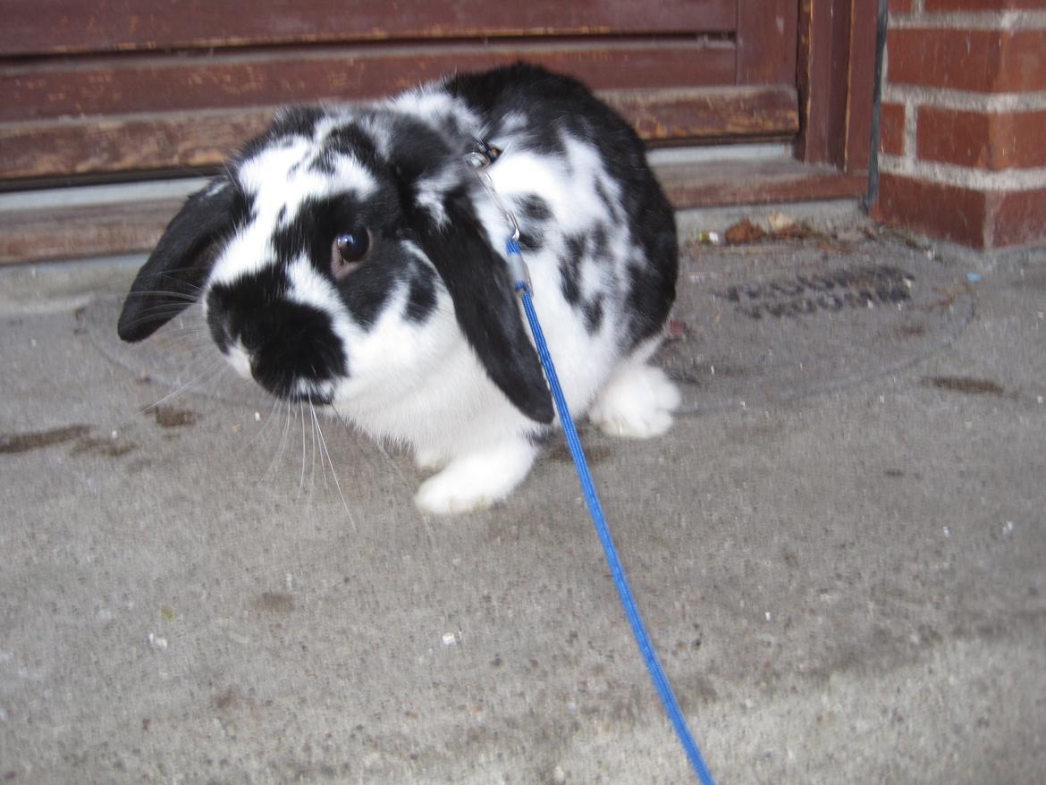 Kanin Mivsen billede 21