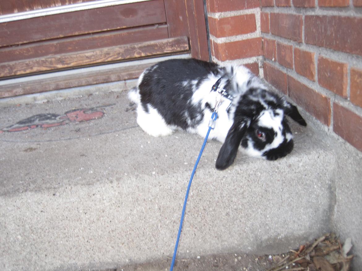 Kanin Mivsen billede 22