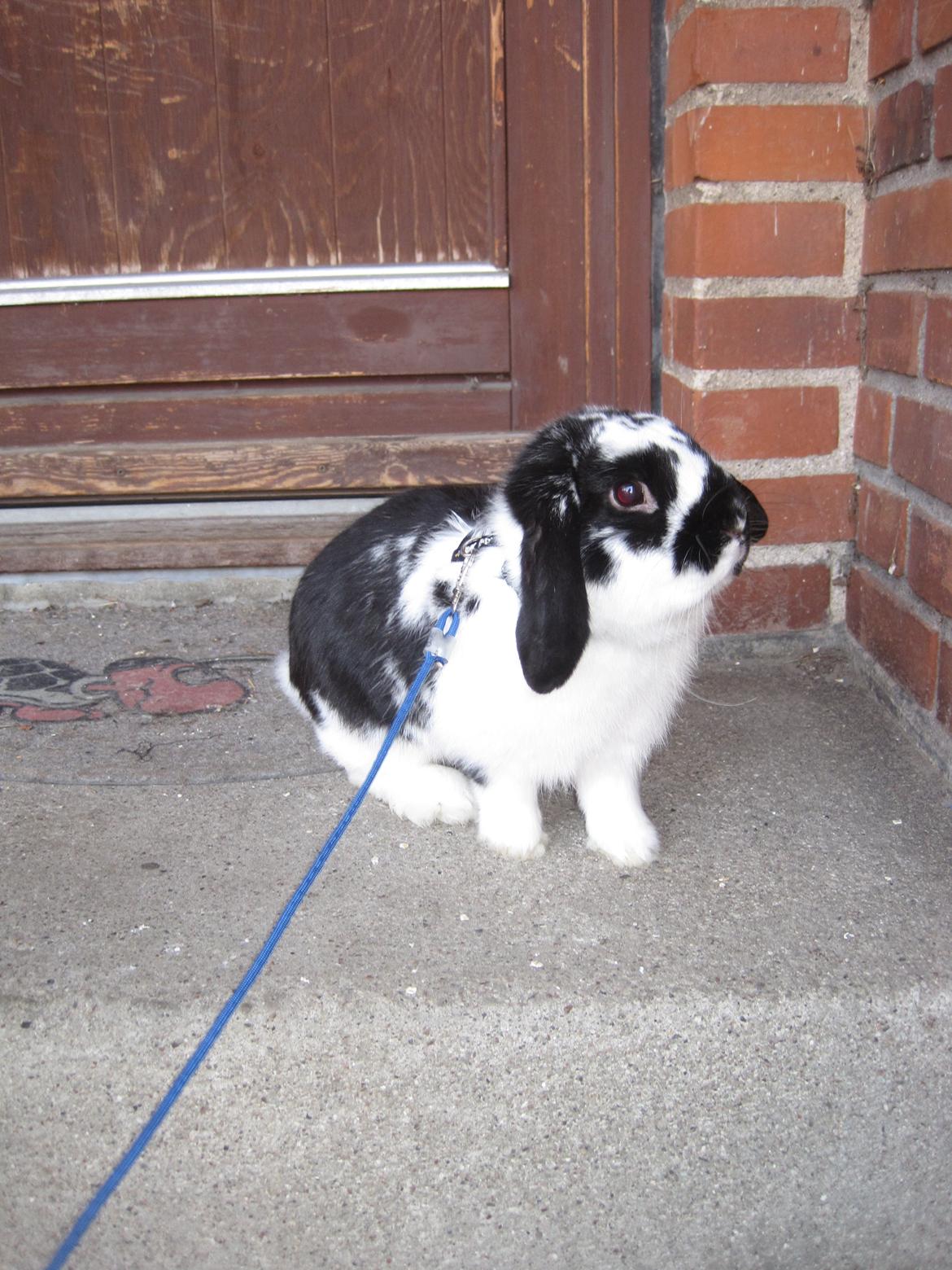 Kanin Mivsen billede 20