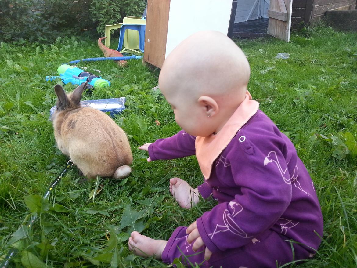 Kanin William billede 2