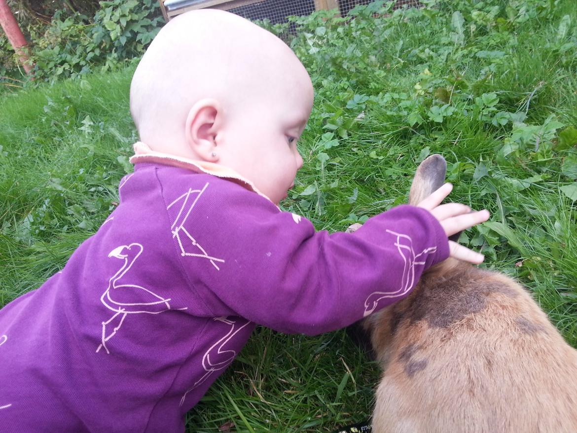 Kanin William billede 3