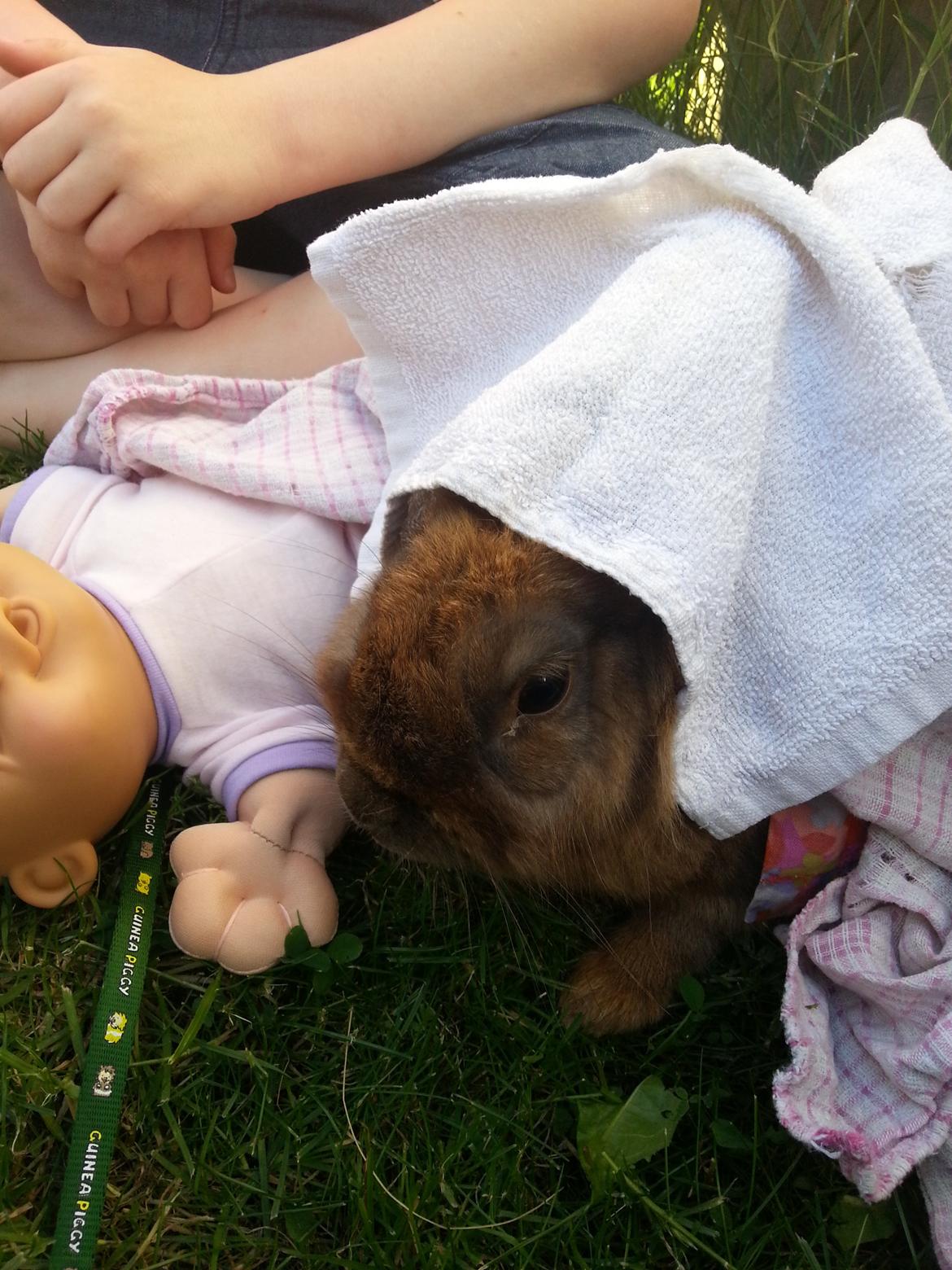 Kanin William billede 5