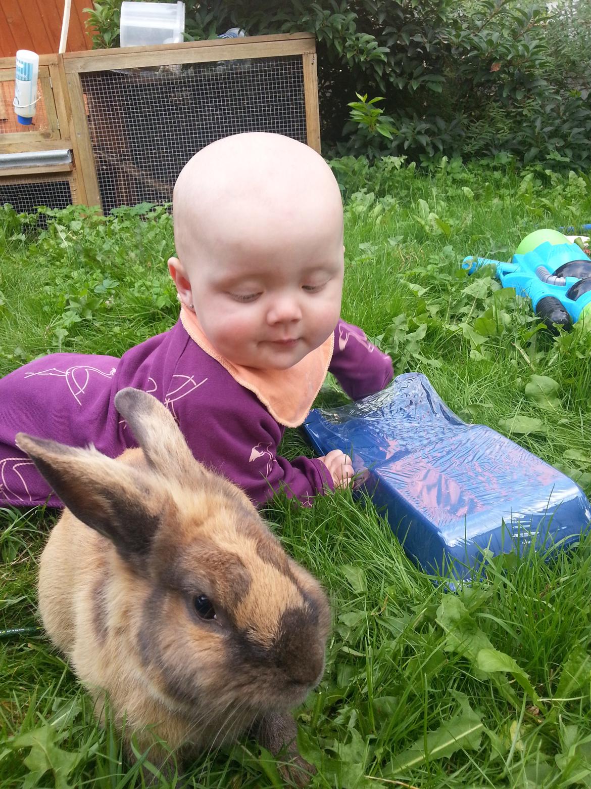 Kanin William billede 4