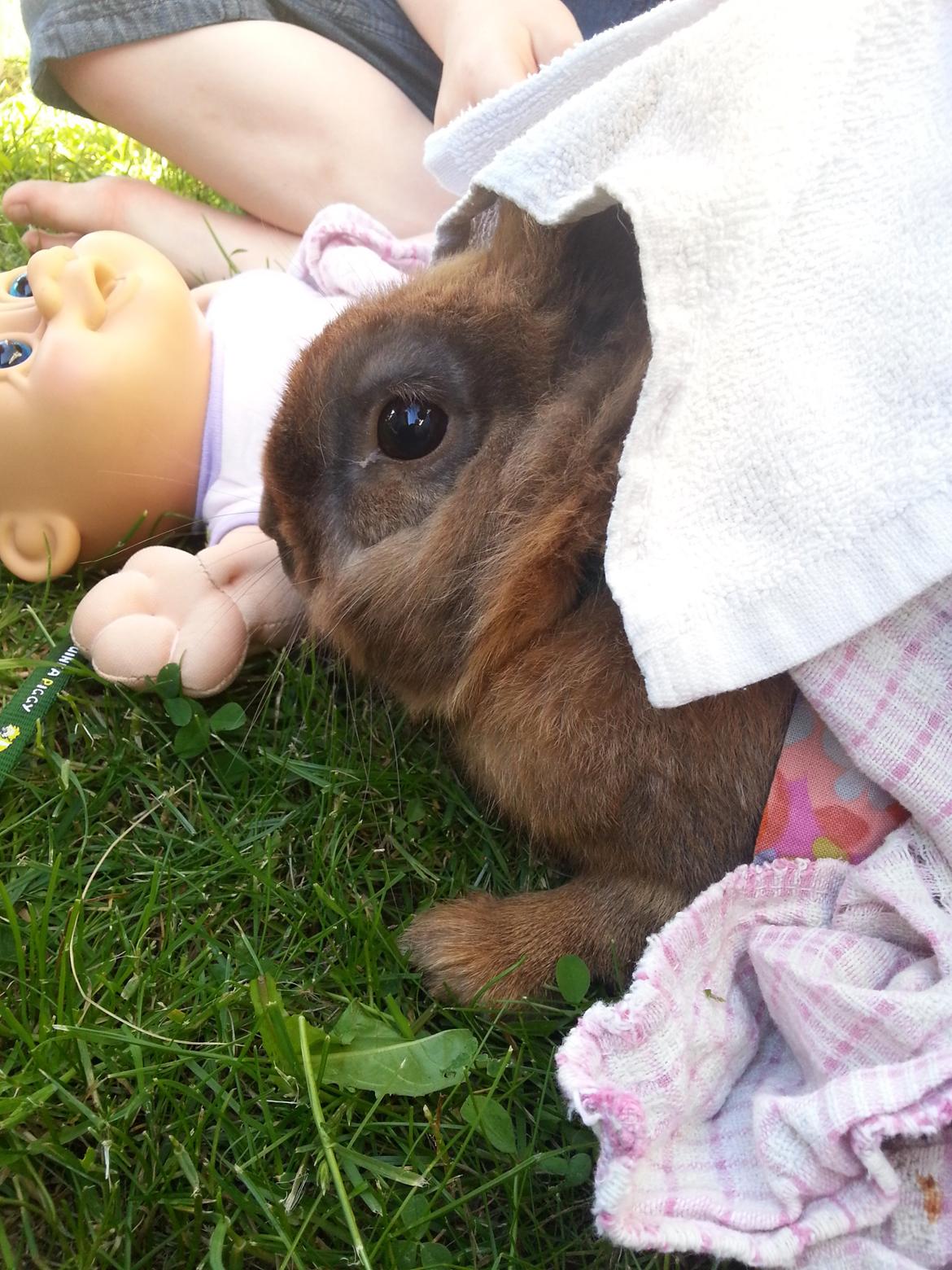 Kanin William billede 1