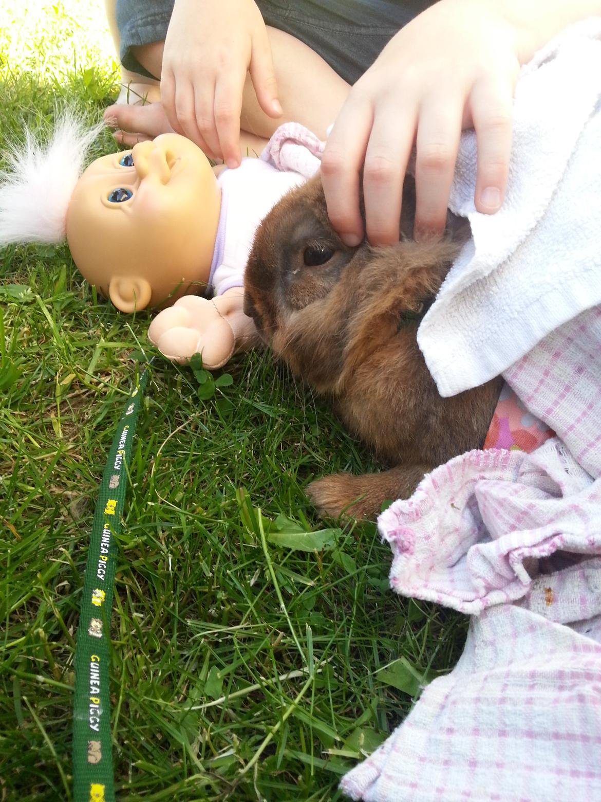 Kanin William billede 7