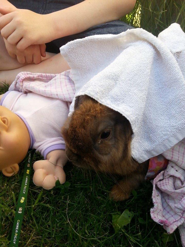 Kanin William billede 8