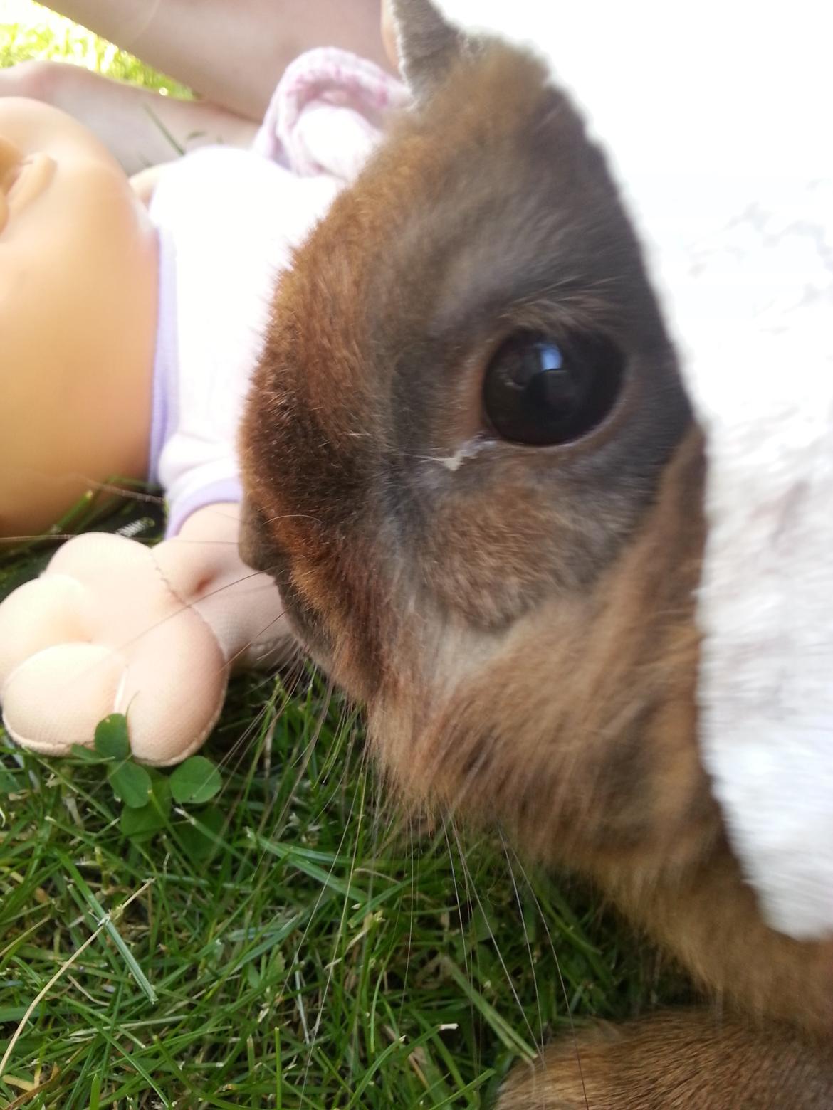 Kanin William billede 6