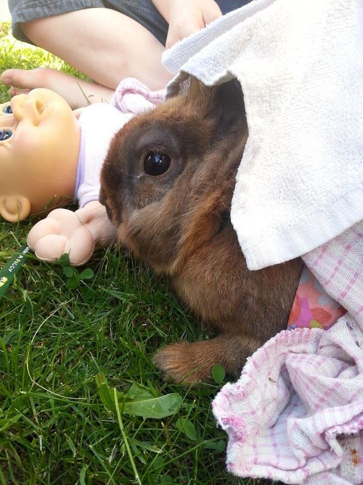 Kanin William billede 9