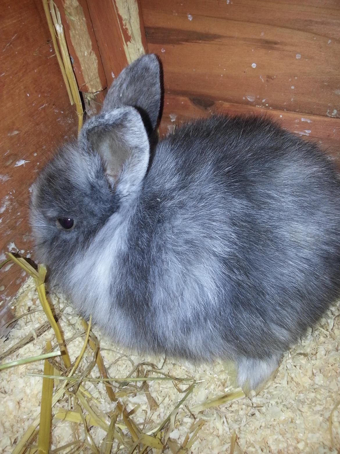 Kanin Molly billede 2