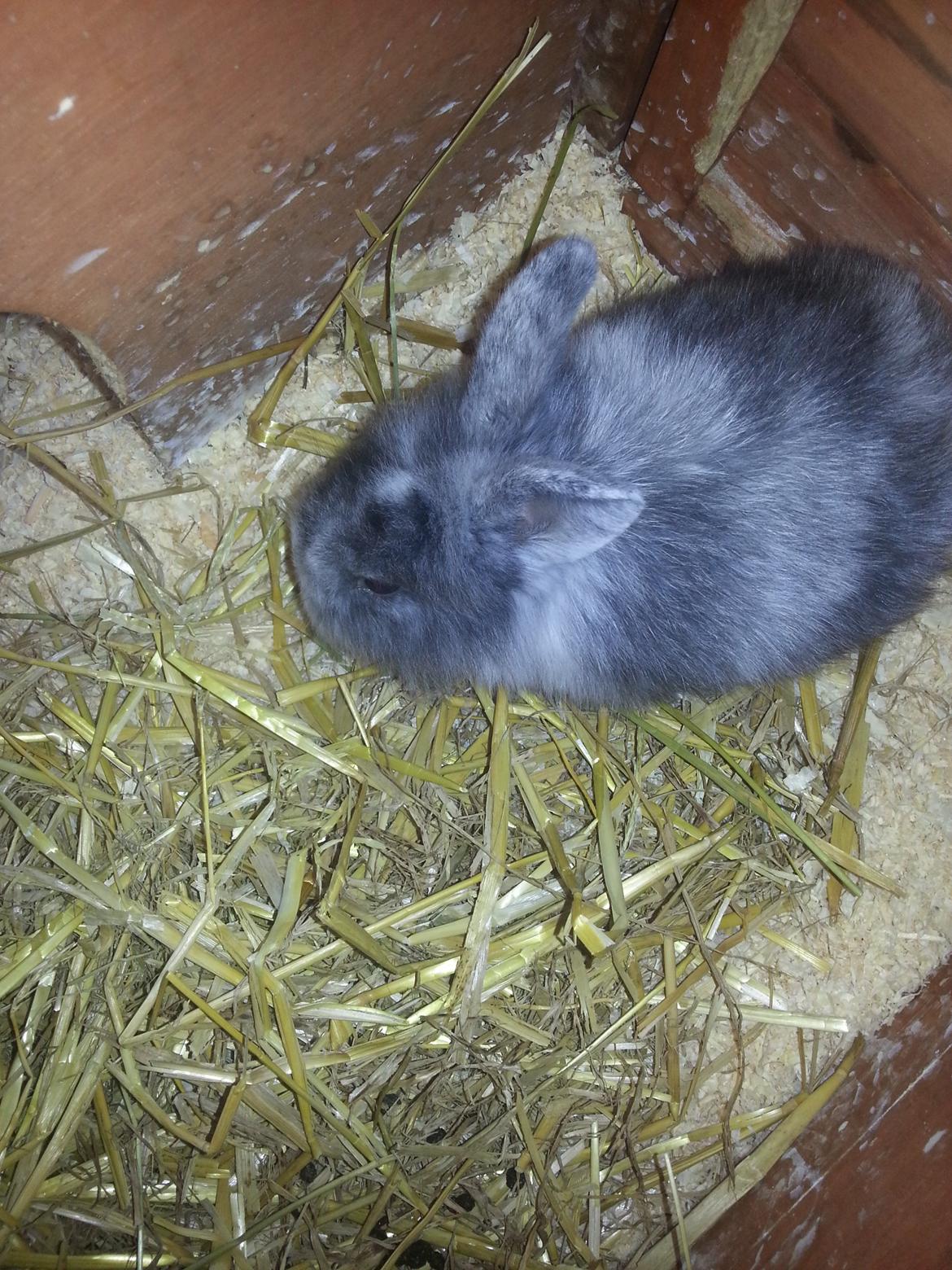 Kanin Molly billede 4