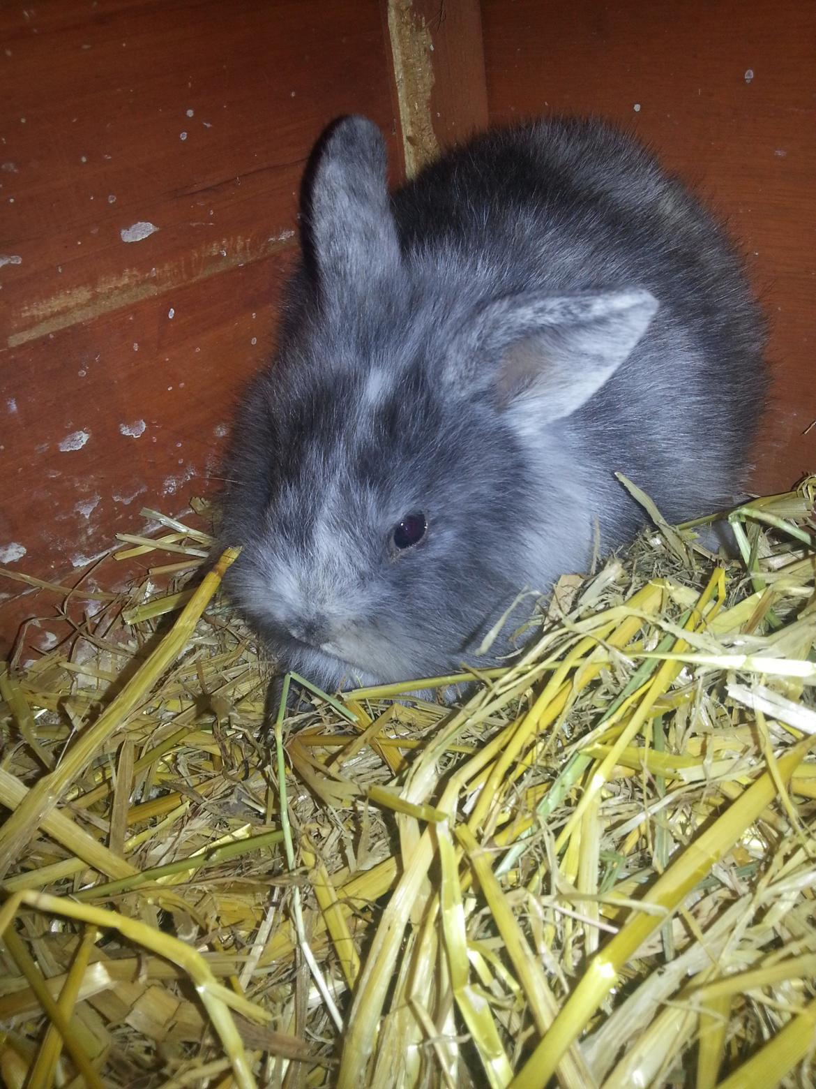 Kanin Molly billede 5