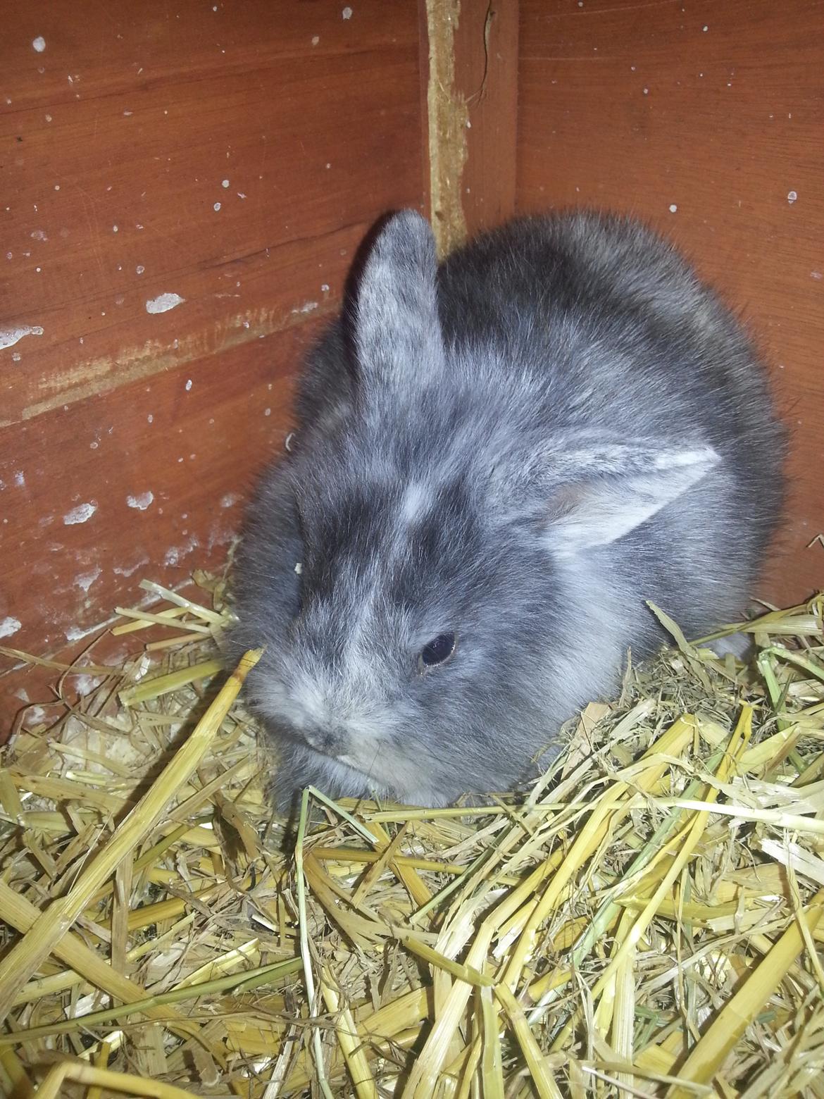 Kanin Molly billede 1