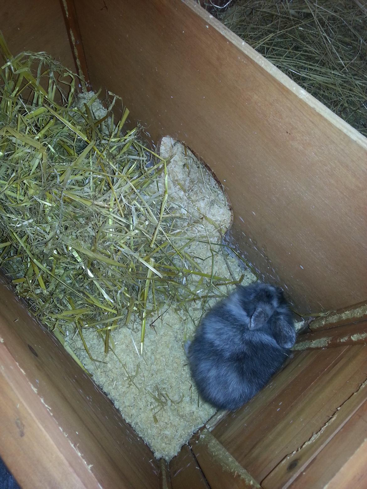 Kanin Molly billede 3