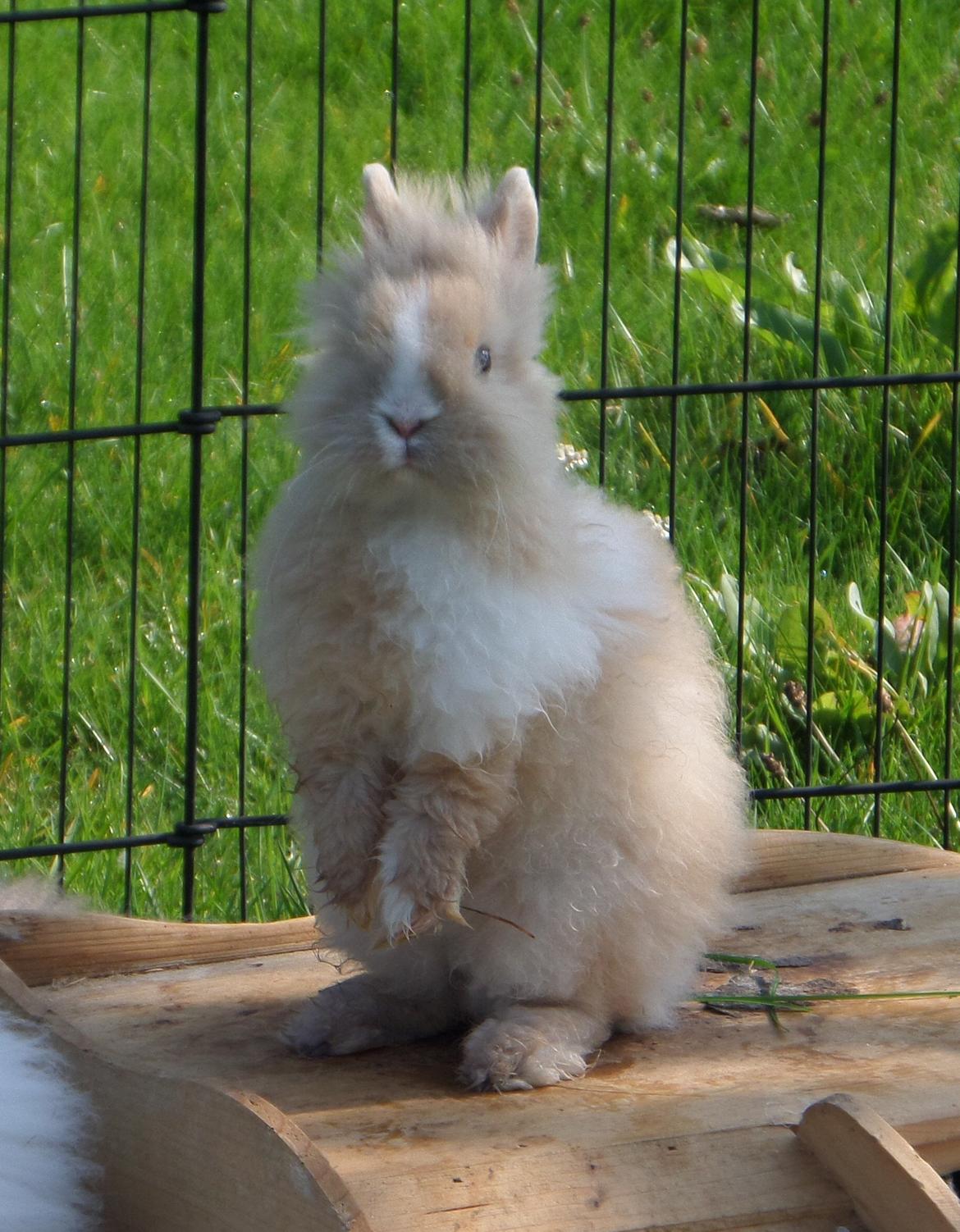 Kanin Bjørnholts Electra <3 23/5 - 18 sep 2014 billede 1