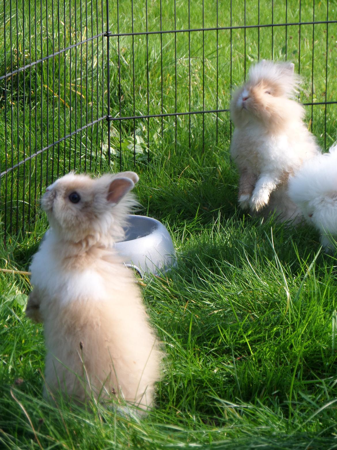 Kanin Bjørnholts Electra <3 23/5 - 18 sep 2014 billede 7