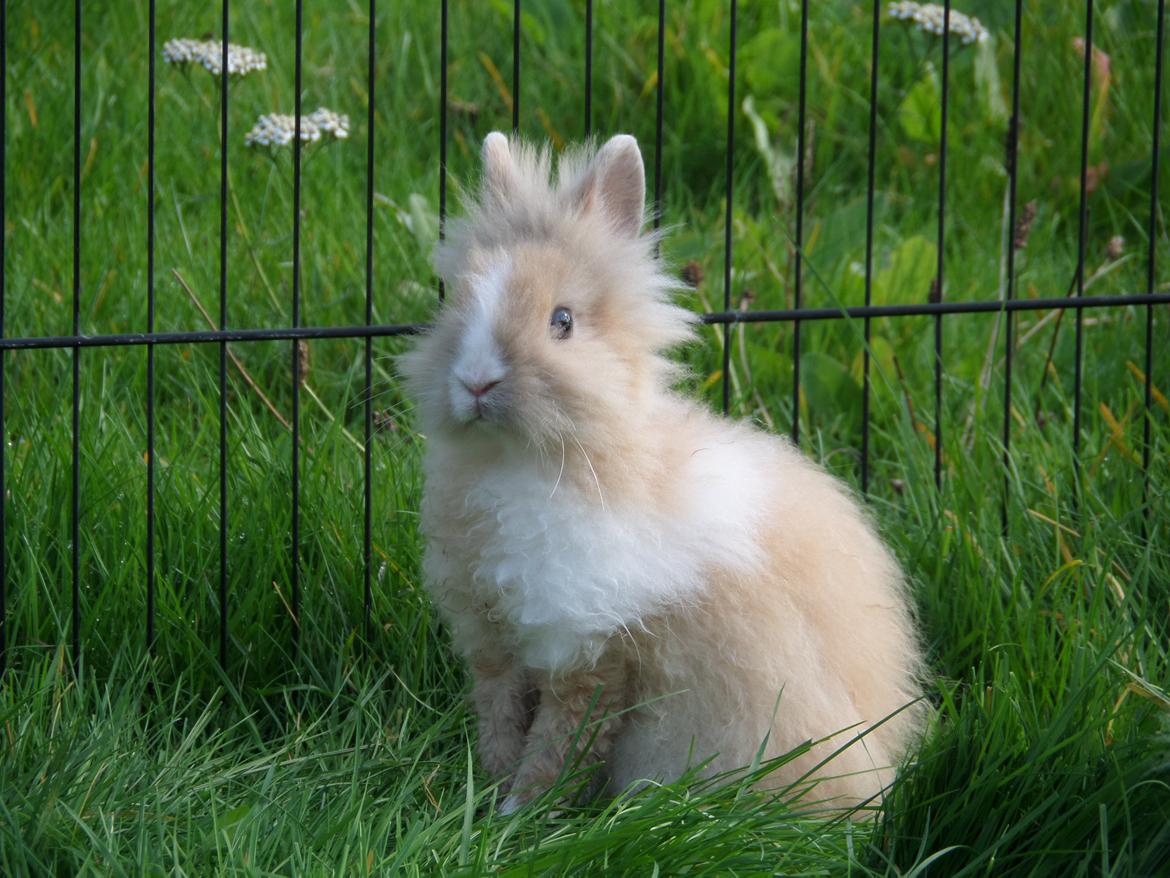 Kanin Bjørnholts Electra <3 23/5 - 18 sep 2014 billede 12