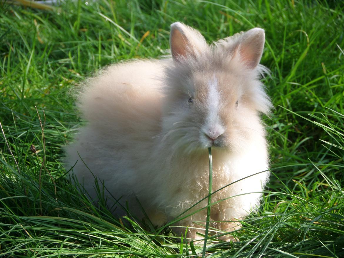 Kanin Bjørnholts Electra <3 23/5 - 18 sep 2014 billede 18