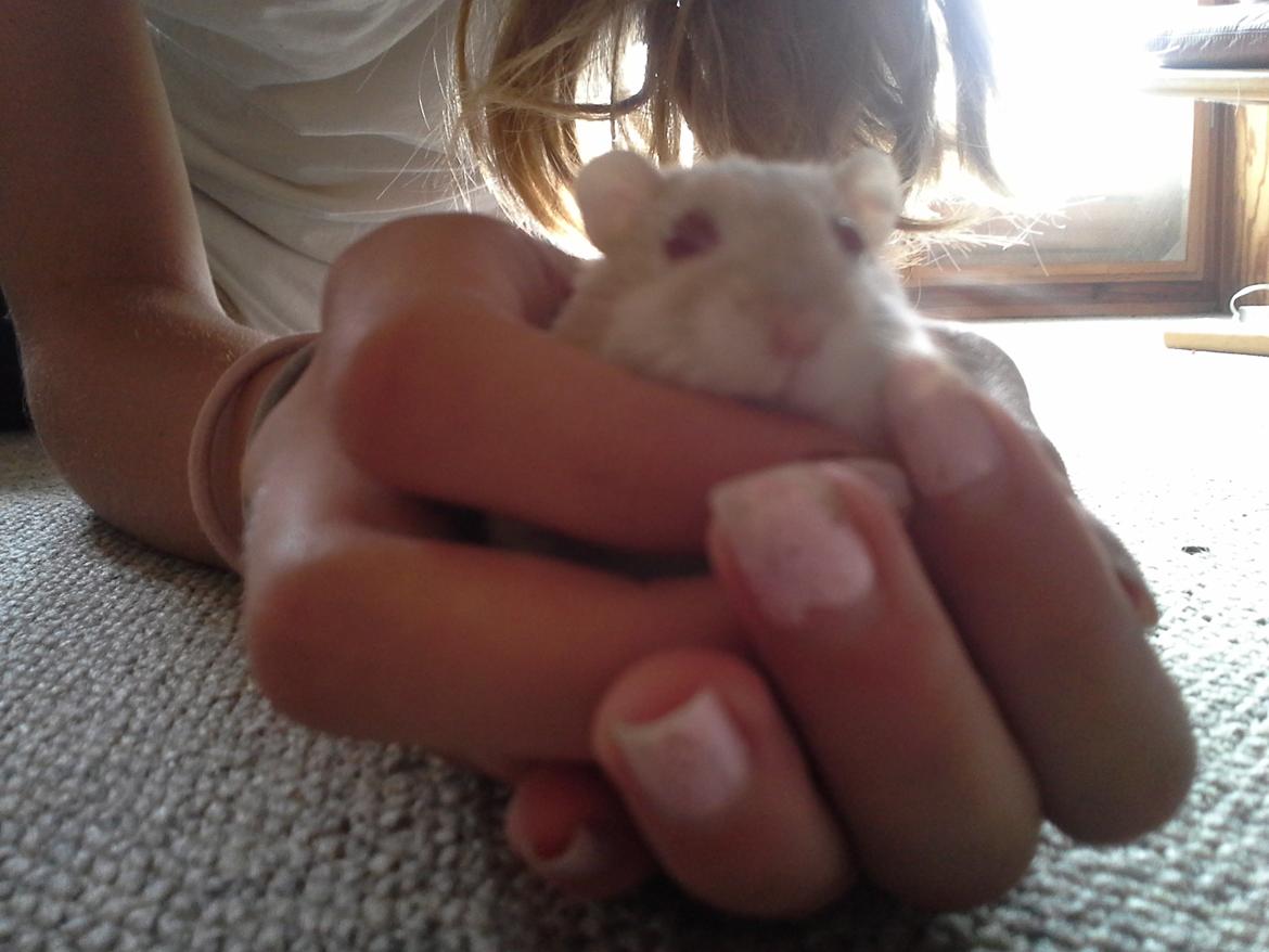 Dværghamster Peter (Himmelhamster) billede 1