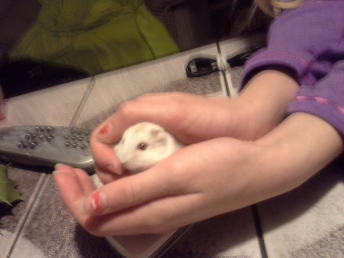 Dværghamster Peter (Himmelhamster) - Det er altså bedre hernede billede 2