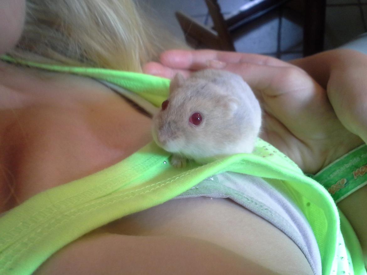 Dværghamster Peter (Himmelhamster) billede 3