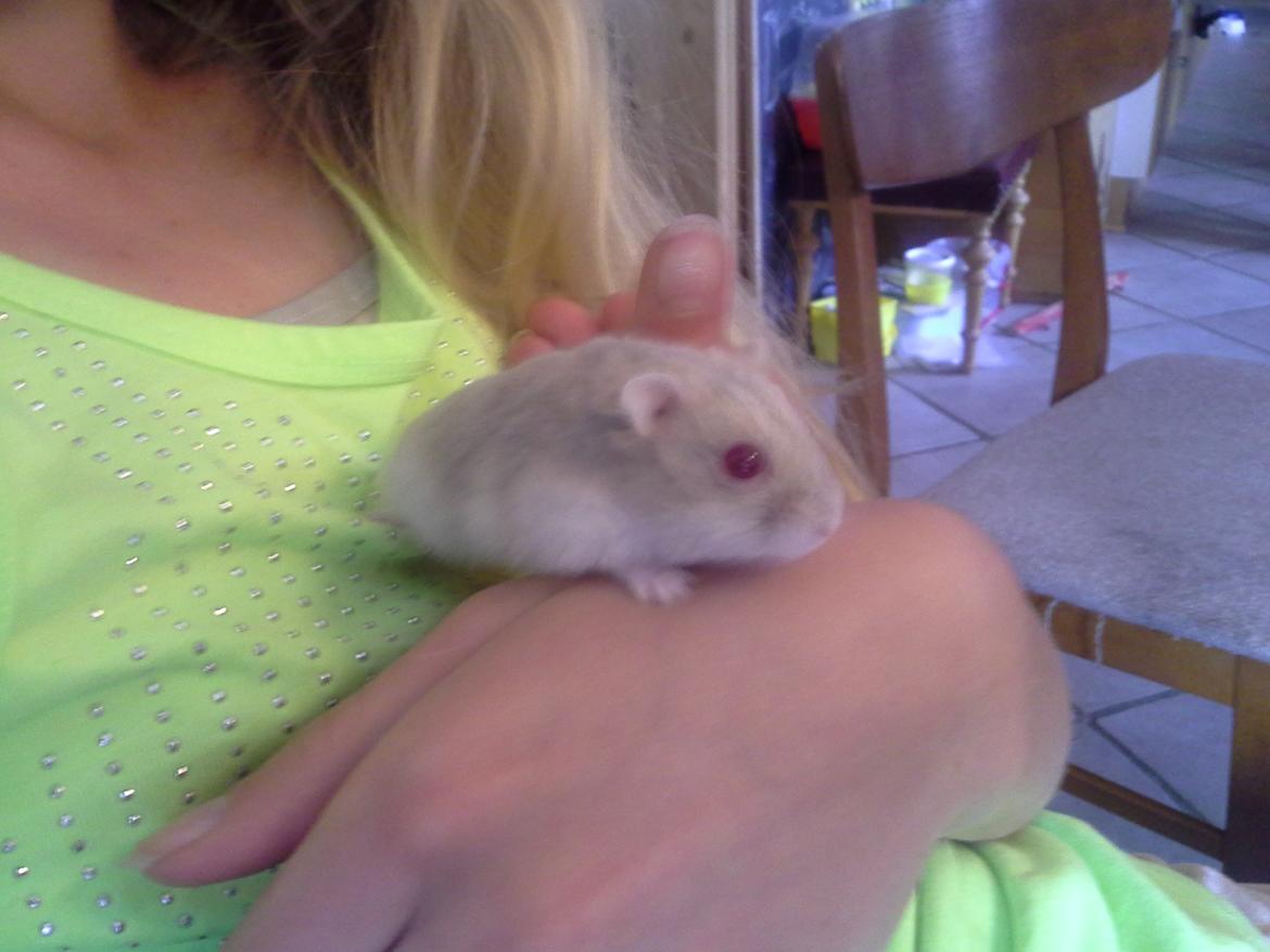Dværghamster Peter (Himmelhamster) billede 4