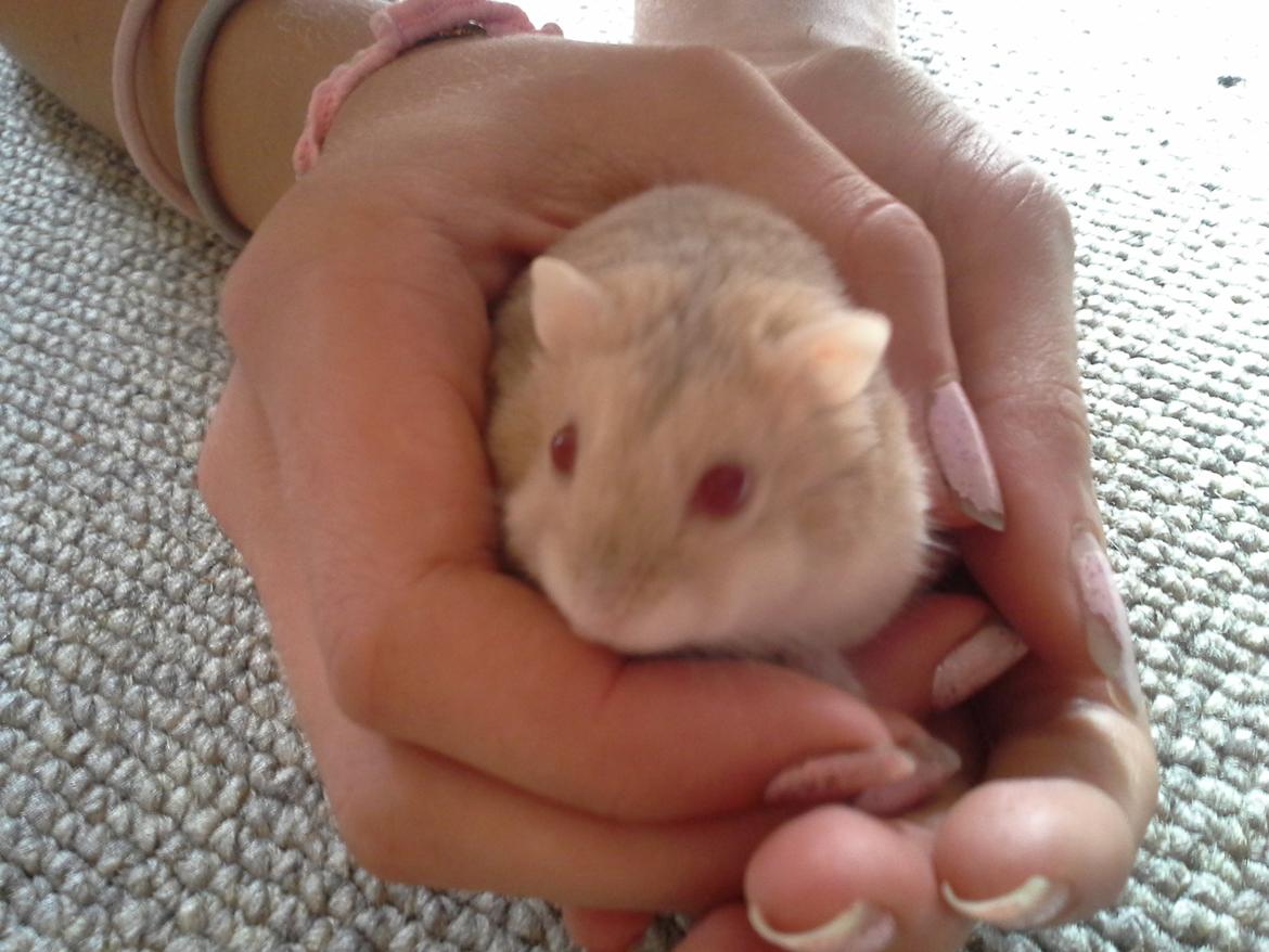 Dværghamster Peter (Himmelhamster) billede 5