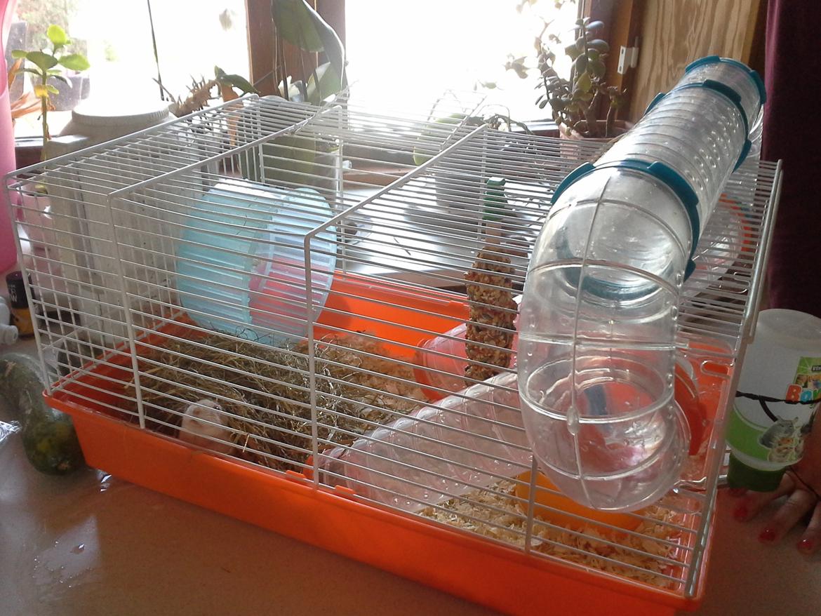 Dværghamster Peter (Himmelhamster) billede 6