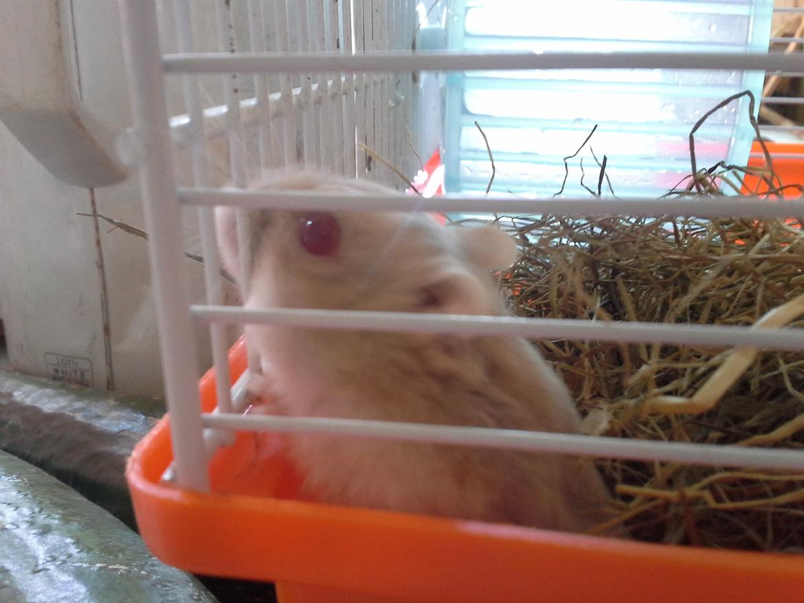 Dværghamster Peter (Himmelhamster) billede 7