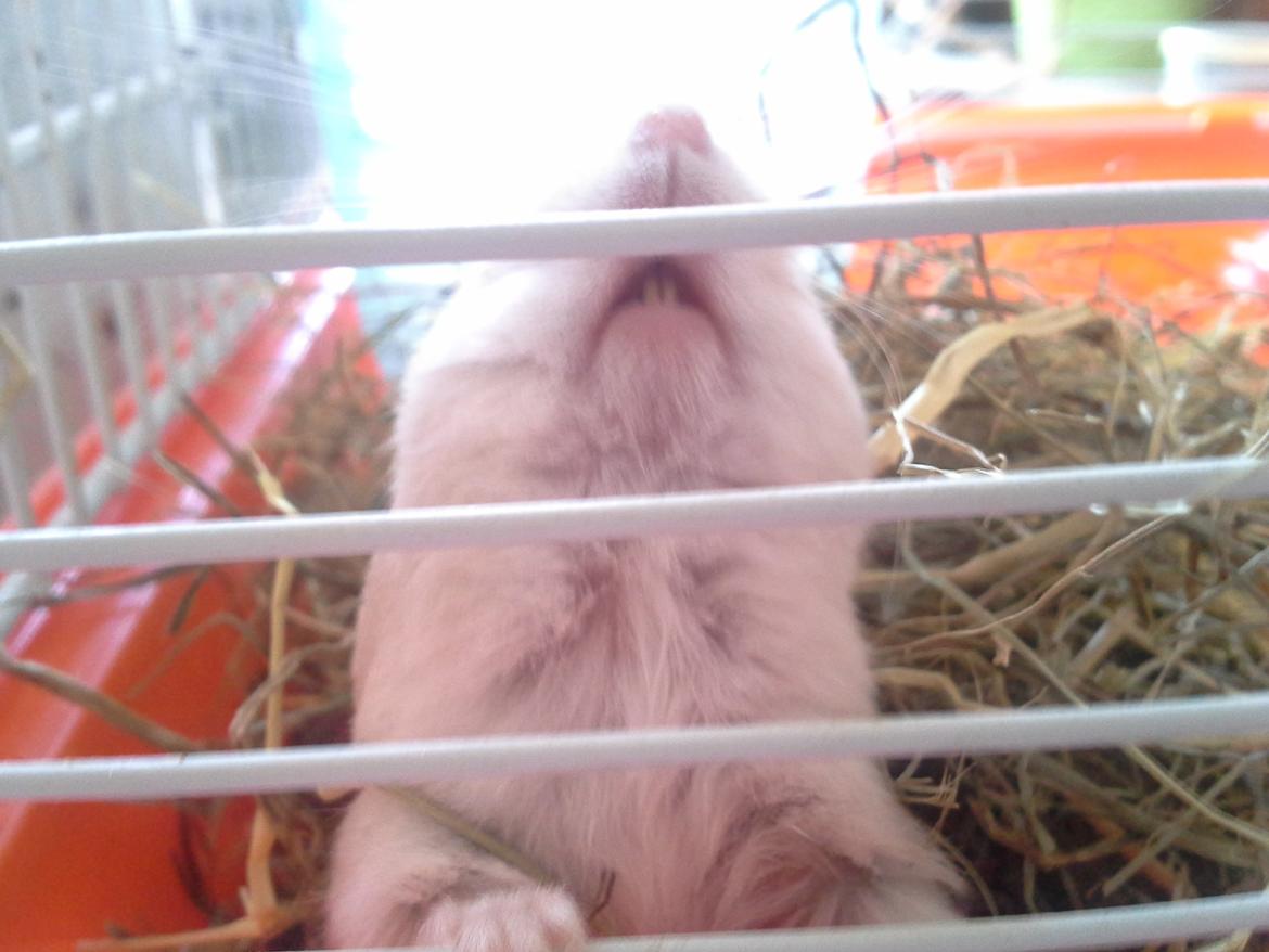 Dværghamster Peter (Himmelhamster) - He he billede 8