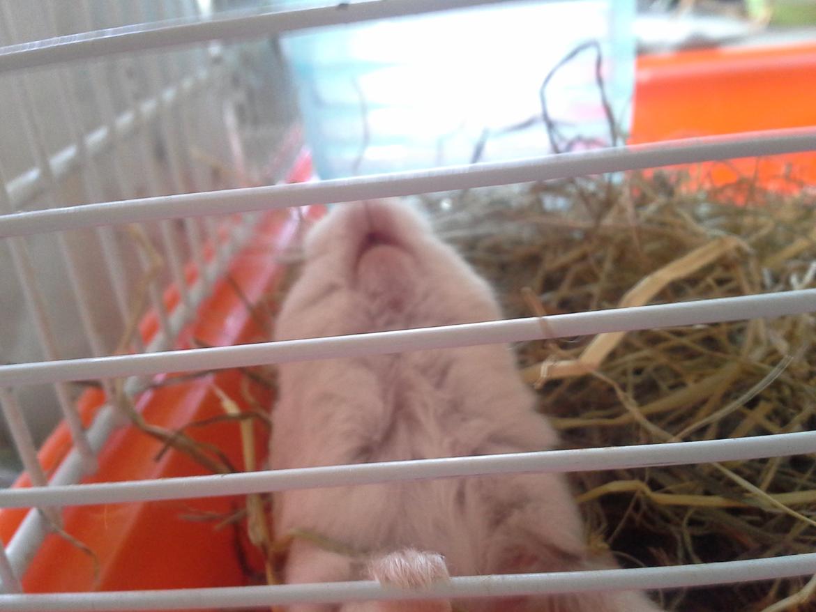 Dværghamster Peter (Himmelhamster) - Woow billede 9