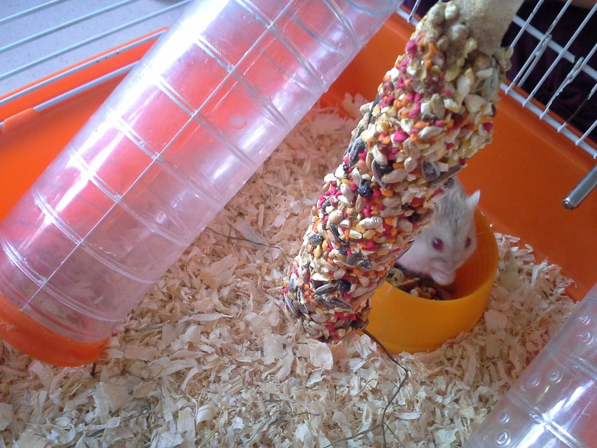 Dværghamster Peter (Himmelhamster) - LÆKKET!!! billede 10