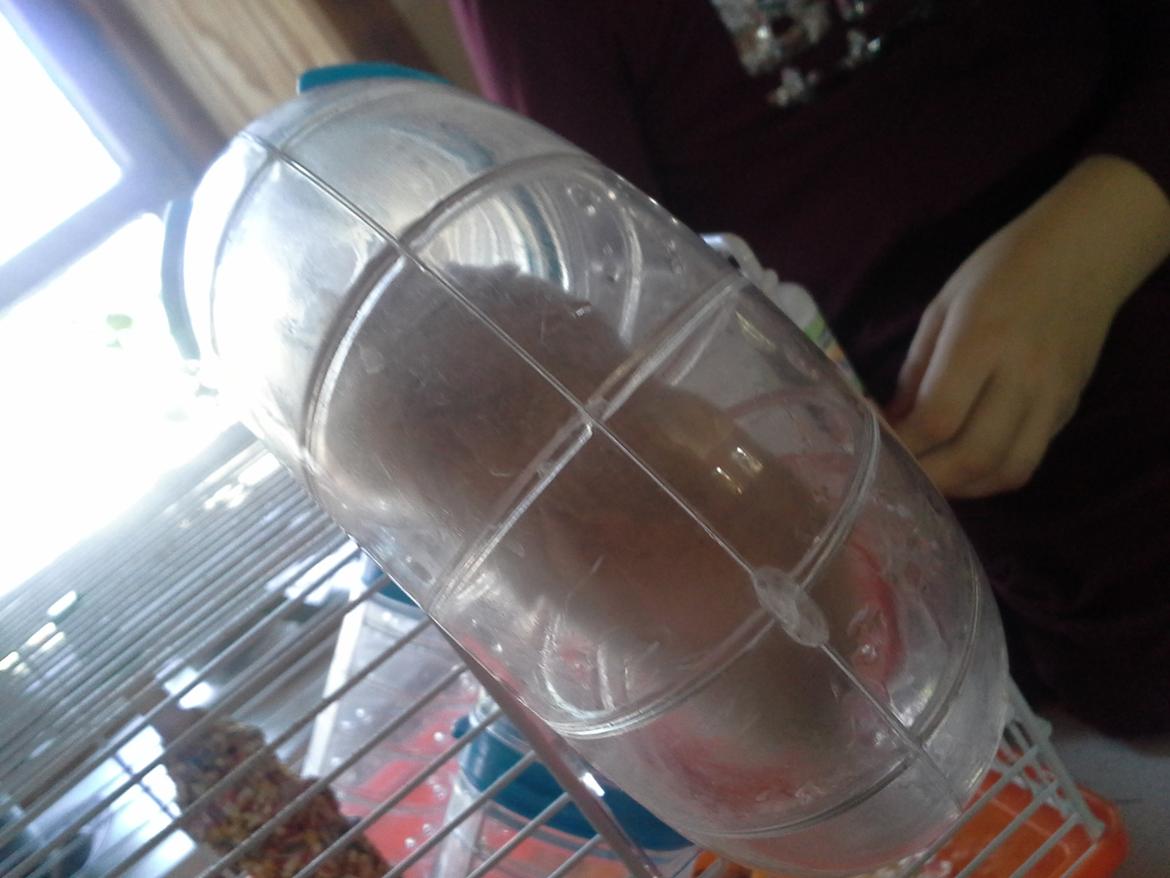 Dværghamster Peter (Himmelhamster) billede 11