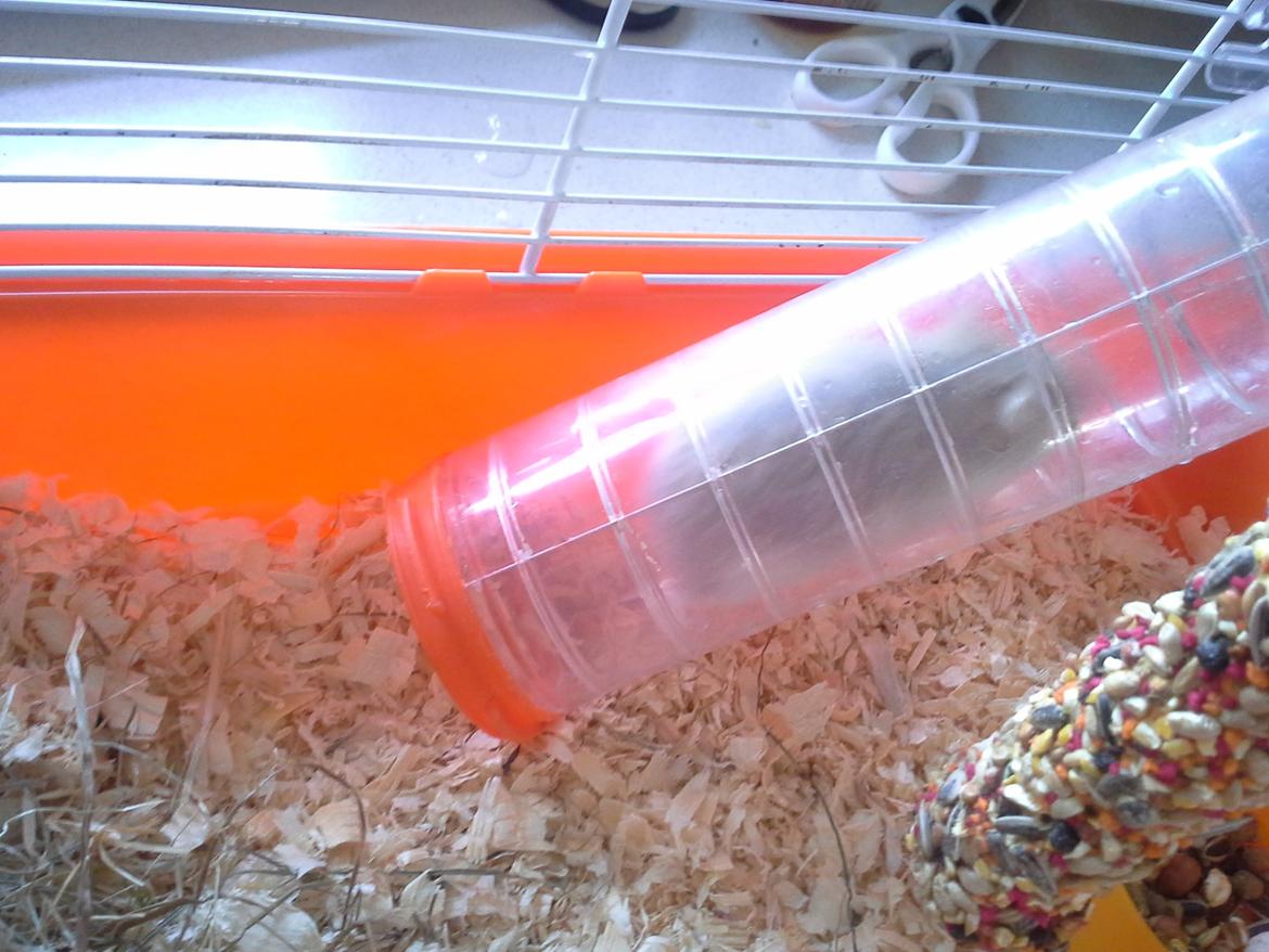 Dværghamster Peter (Himmelhamster) billede 12