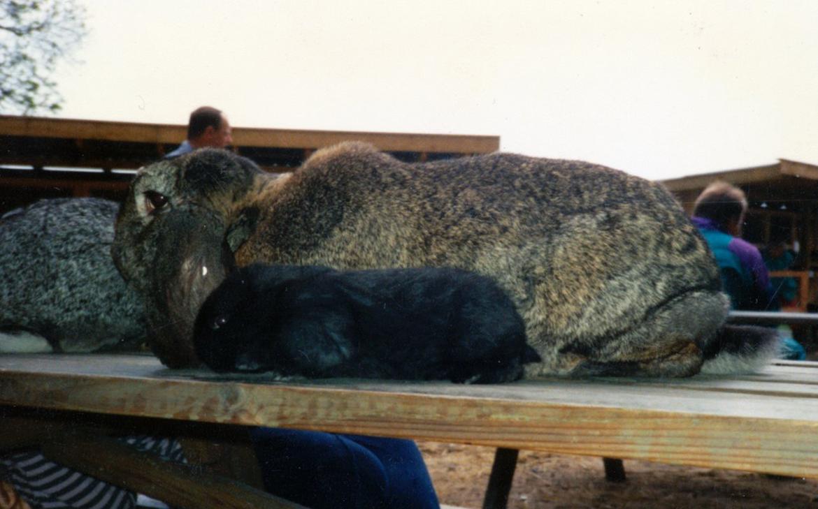 Kanin Trold billede 6