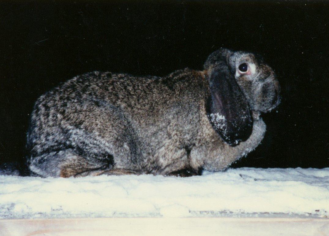 Kanin Trold billede 1